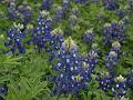 Texas Spring 014